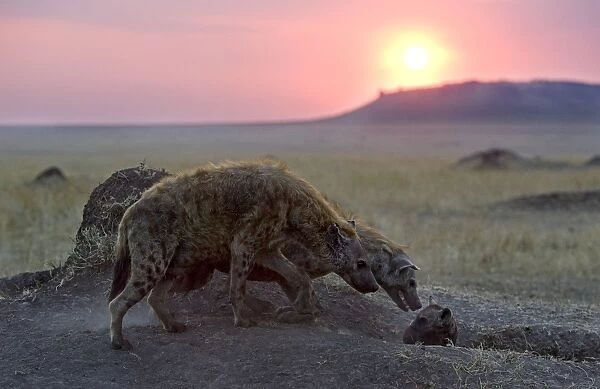 Spotted Hyena - at mud wallow - Masai Mara Conservancy - Kenya