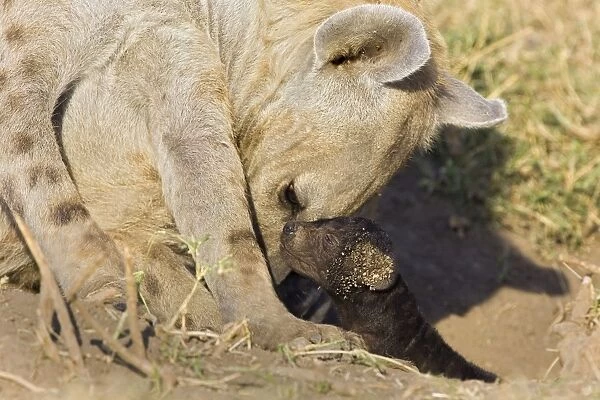 Spotted Hyena - newborn cub (less than one day old) with mother - Masai Mara Conservancy - Kenya