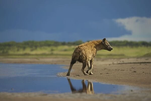 Spotted Hyena - Ngorongoro conservation area - Tanzania - Africa