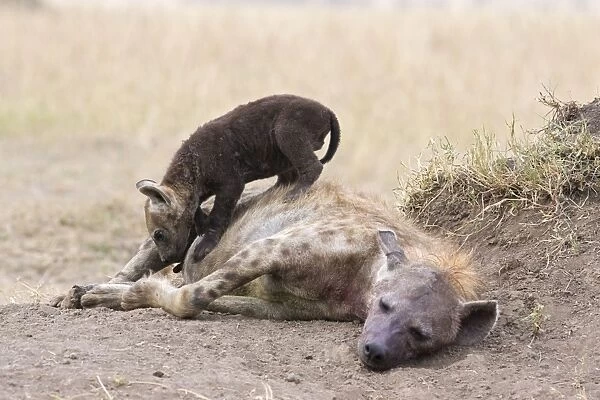 Spotted Hyena - playful 9-11 week old cub jumping over mother - Masai Mara Conservancy - Kenya