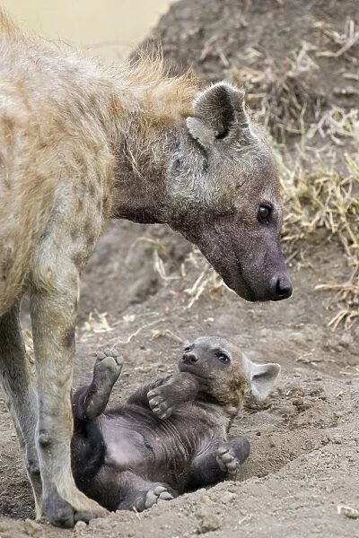 Spotted Hyena - playful 9-11 week old cub with mother - Masai Mara Conservancy - Kenya