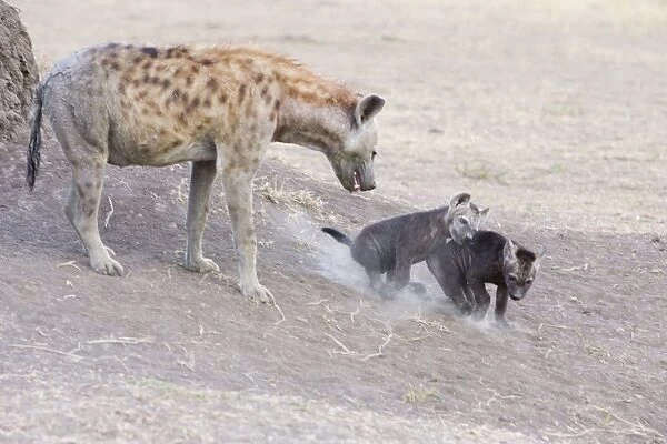 Spotted Hyena - playful 9 week old cubs at den Masai Mara Conservancy - Kenya