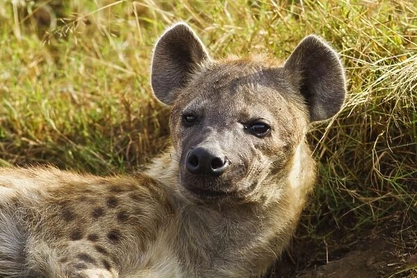 Spotted Hyena - relaxing