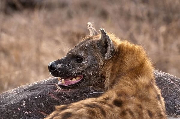Spotted Hyena - standing by carcass of hippo - Sabi Sands Game Reserve - South Africa