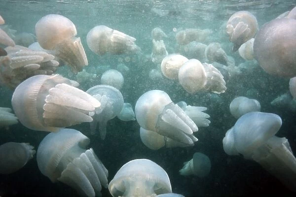 Spotted Jellyfish Jellyfish Congregation New South Wales, Australia