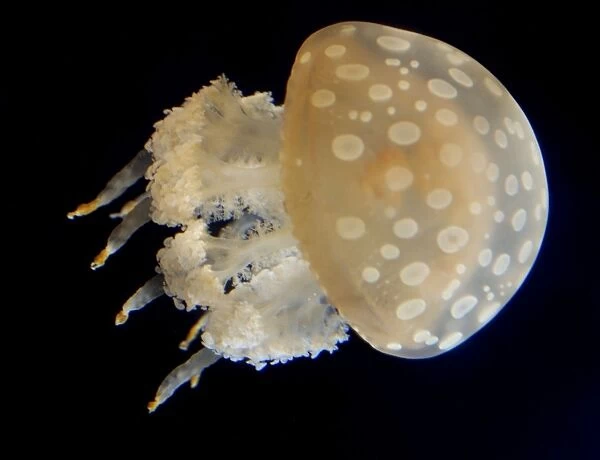 Spotted Jellyfish, western Pacific