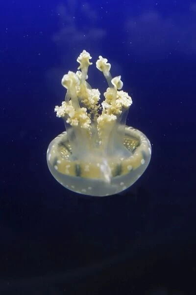 Spotted  /  lagoon jelly  /  jellyfish. Vancouver Aquarium - Canada