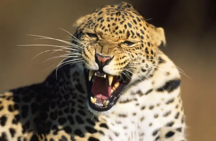 Framed Print : Spotted Leopard Africa Framed Print : Spotted Leopard Africa
