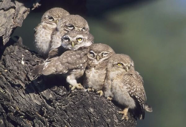 Spotted Little Owl  /  Spotted Owlets - Fledglings on the roost. Keoladeo National Park, India