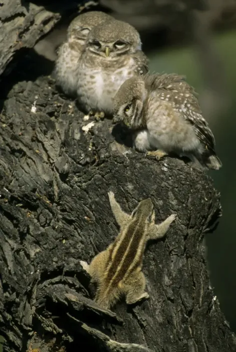 Framed Print : Spotted Little Owl  /  Spotted Owlets - Fledglings and curious Three-palm Squirrel (Funambulus palmarum) approaching owlets. Keoladeo National Park India