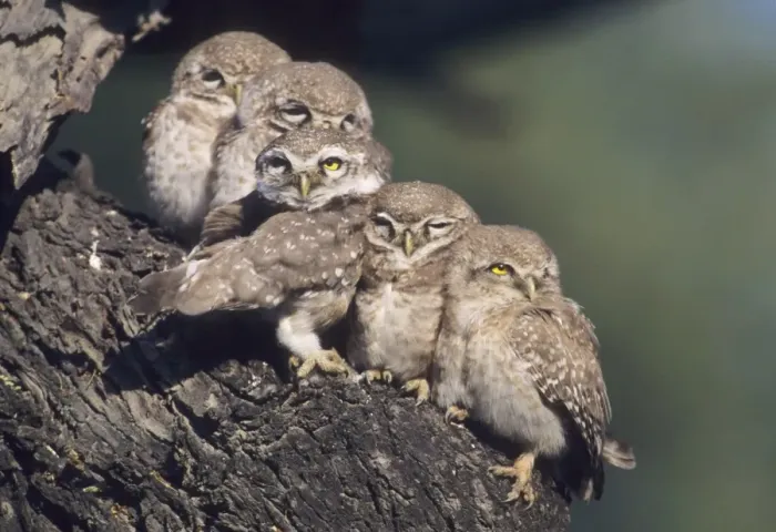 Framed Print : Spotted Little Owl / Spotted Owlets - Fledglings on the roost. Keoladeo National Park, India Framed Print : Spotted Little Owl / Spotted Owlets - Fledglings on the roost. Keoladeo National Park, India