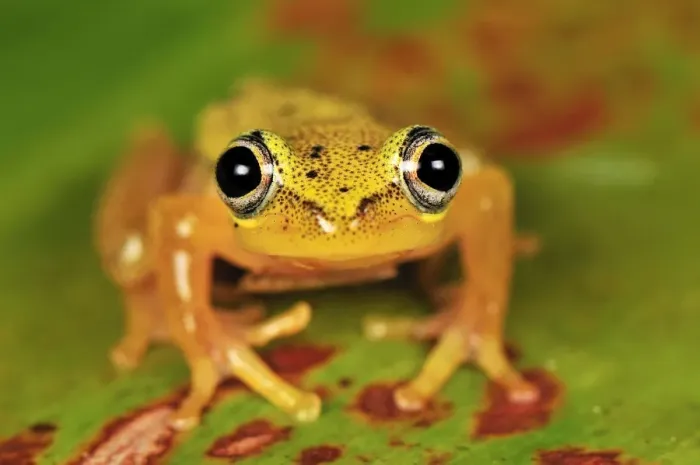 Framed Print : Spotted Madagascar Reed Frog - Andasibe-Mantadia National Park - Madagascar Framed Print : Spotted Madagascar Reed Frog - Andasibe-Mantadia National Park - Madagascar