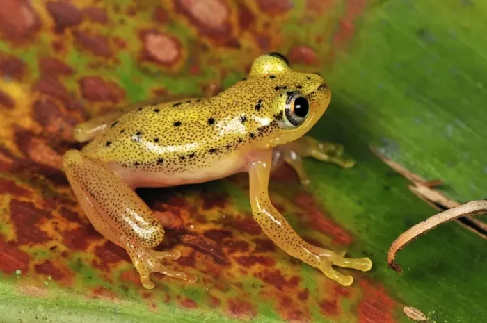 Framed Print : Spotted Madagascar Reed Frog - Andasibe-Mantadia National Park - Madagascar Framed Print : Spotted Madagascar Reed Frog - Andasibe-Mantadia National Park - Madagascar