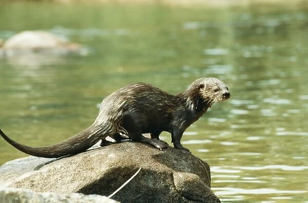 Spotted-necked  /  Speckle-throated  /  Spot-necked Otter - sprainting Sierra Leona, Africa