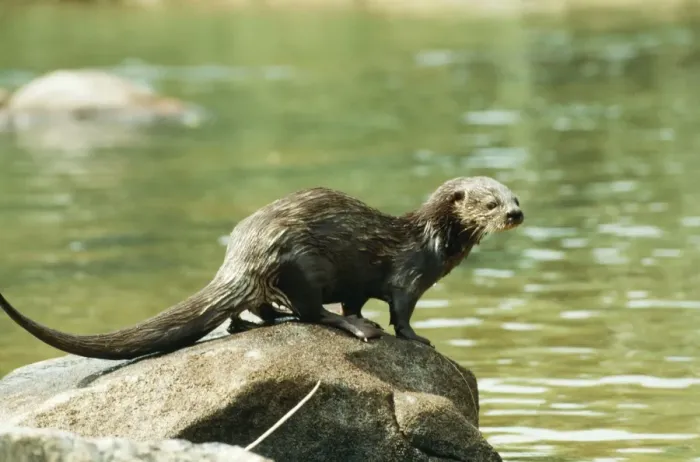 Framed Print : Spotted-necked / Speckle-throated / Spot-necked Otter - sprainting Sierra Leona, Africa Framed Print : Spotted-necked / Speckle-throated / Spot-necked Otter - sprainting Sierra Leona, Africa
