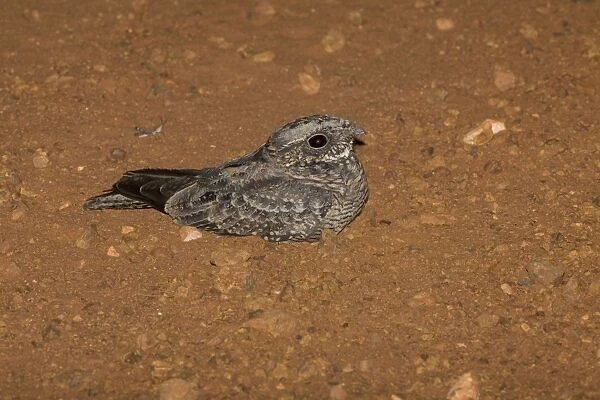 Spotted Nightjar - Note grasshopper beyond bird, the reason these birds are seen on roads. On a dirt road near Canteen Creek Aboriginal Community, central Northern Territory, Australia