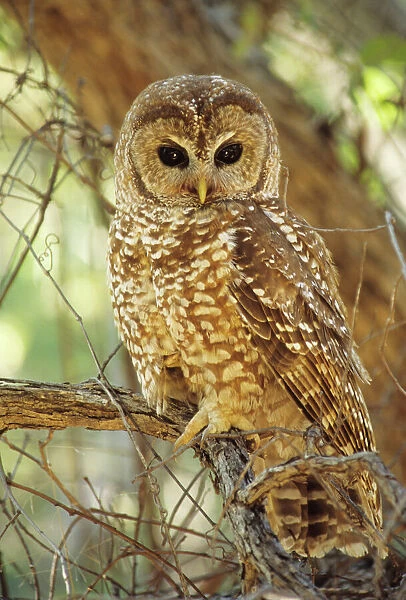 Spotted Owl - Inhabits thickly wooded canyons, humid forests, strictly nocturnal. Uncommon, decreasing in numbers and range due to habitat destruction Arizona, USA