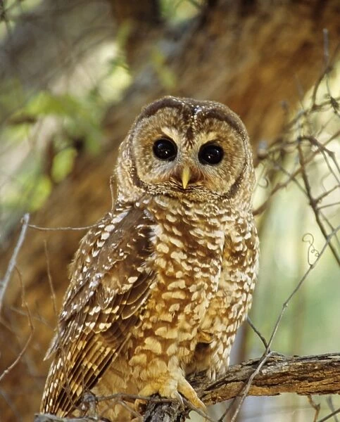 Spotted Owl - Inhabits thickly wooded canyons, humid forests. Strictly nocturnal, uncommon, decreasing in numbers and range due to habitat destruction Arizona, USA