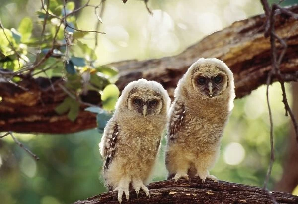 Spotted Owl - Mexican subspecies, fledglings on branch, Endangered (threatened) species. Arizona, USA