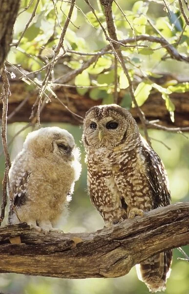 Spotted Owl - mother and young. Decreasing in numbers and range due to habitat destruction. Arizona, USA