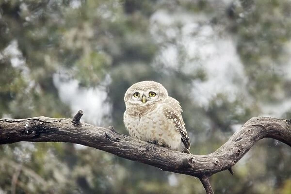 Spotted Owlet - Keoladeo Ghana National Park - Bharatpur - Rajasthan - India BI018183