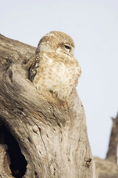 Spotted Owlet - Keoladeo Ghana National Park - Bharatpur - Rajasthan - India BI018188