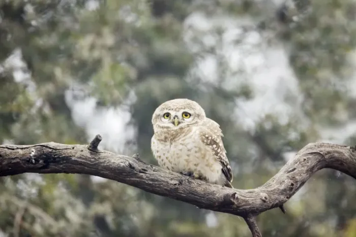 Framed Print : Spotted Owlet - Keoladeo Ghana National Park - Bharatpur - Rajasthan - India BI018183