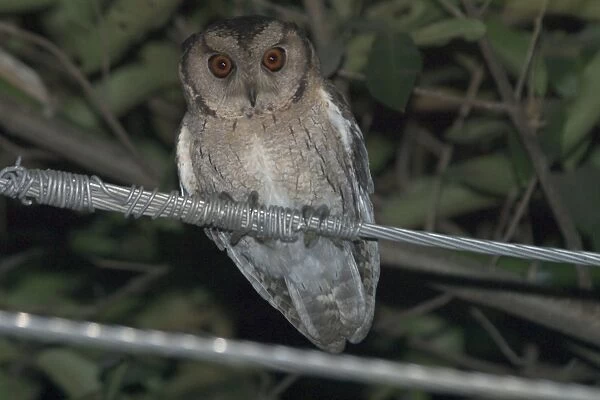 Spotted Owlet - Perched on wire Found in habitation and cultivated areas. Photographed in Bharaptur township, India, Asia