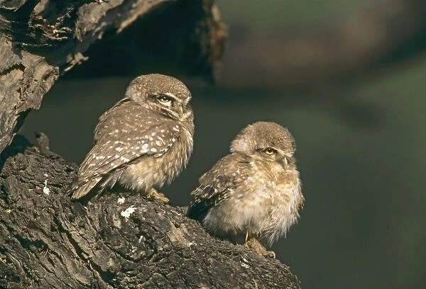 Spotted owlets at the roost, Keoladeo National Park, India