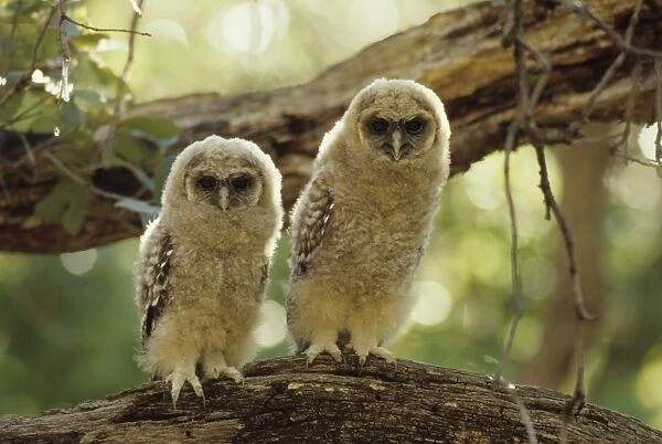 Spotted Owls - Young perched on branch - Arizona, USA - Inhabits thickly wooded canyons-humid forests - Strictly nocturnal - Uncommon - Decreasing in numbers and range due to habitat destruction