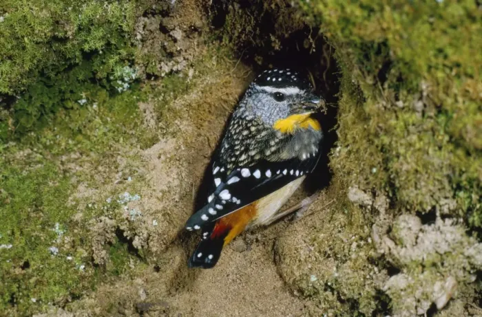 Framed Print : Spotted Pardalote - male Framed Print : Spotted Pardalote - male