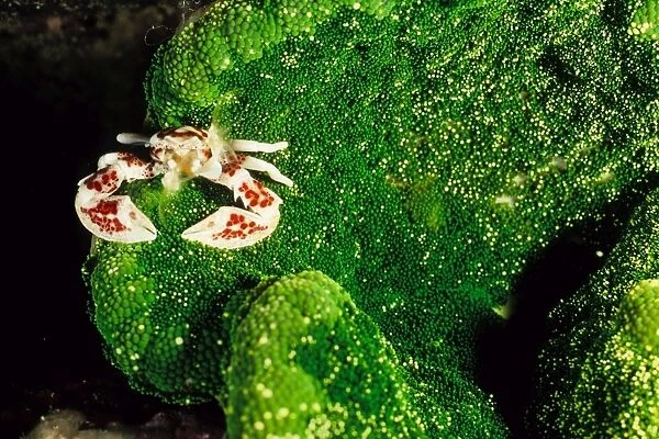 Spotted porcelain crab (Neopetrolisthes maculata) on adhesive sea anemone (Cryptodendrum adhasesivum). Ribbon Reef Number 3, Great Barrier Reef Marine Park, Queensland, Australia