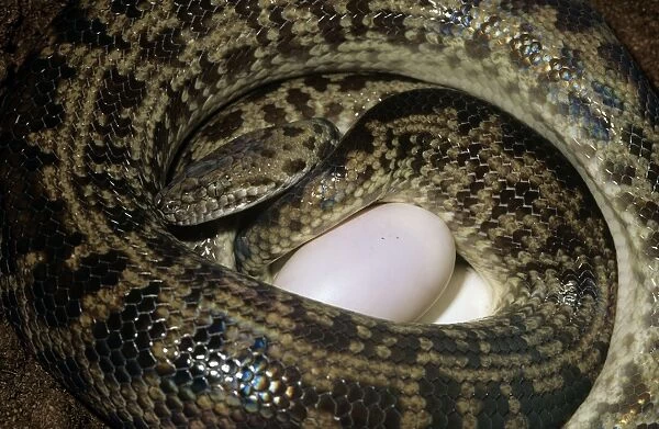 Spotted Python - laying eggs
