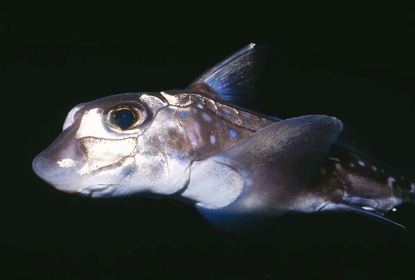 Spotted Ratfish Depths to 3000ft. Near Sea floor. Deep Sea Monterey Bay, California