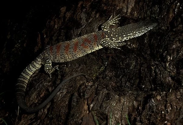 Spotted  /  Red-blotched tree monitor