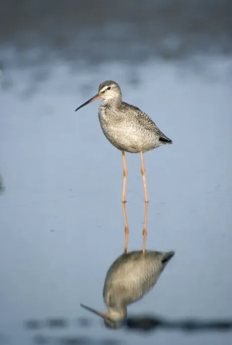 Framed Print : Spotted Redshank Framed Print : Spotted Redshank
