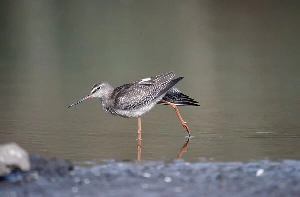 Spotted Redshank CK 0787 Standing in water Tringa Erythropus © Chris Knights  /  ardea. com