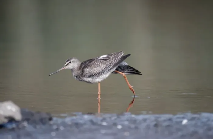 Framed Print : Spotted Redshank CK 0787 Standing in water Tringa Erythropus © Chris Knights / ardea. com Framed Print : Spotted Redshank CK 0787 Standing in water Tringa Erythropus © Chris Knights / ardea. com