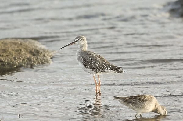 Spotted Redshank - juvenile - Cornwall - October