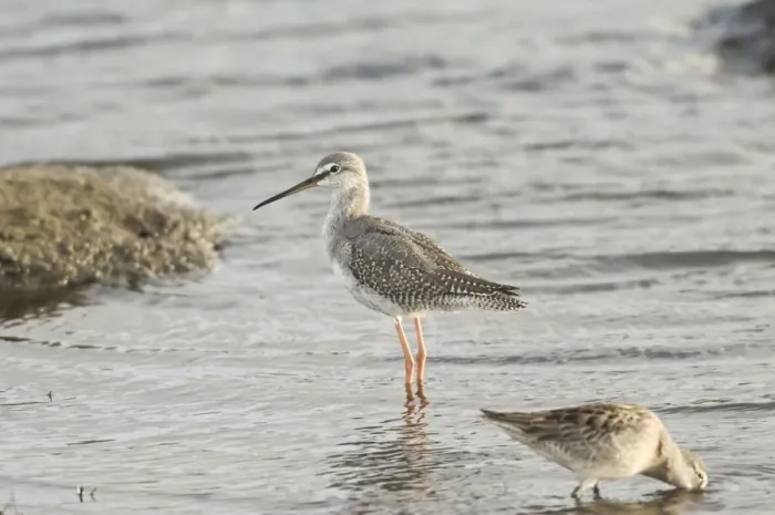 Framed Print : Spotted Redshank - juvenile - Cornwall - October Framed Print : Spotted Redshank - juvenile - Cornwall - October