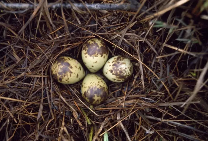Framed Print : Spotted Redshank - nest with eggs Framed Print : Spotted Redshank - nest with eggs