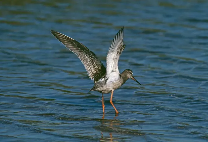 Framed Print : Spotted Redshank RV 820 Tringa erythropus © Richard Vaughan / ardea. com Framed Print : Spotted Redshank RV 820 Tringa erythropus © Richard Vaughan / ardea. com