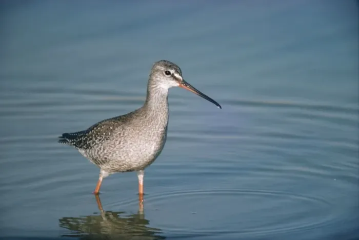 Framed Print : Spotted Redshank - standing in water Framed Print : Spotted Redshank - standing in water