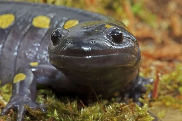 Spotted Salamander (Ambystoma maculatum) - Close-up - New York USA - In early spring migration to woodland pond