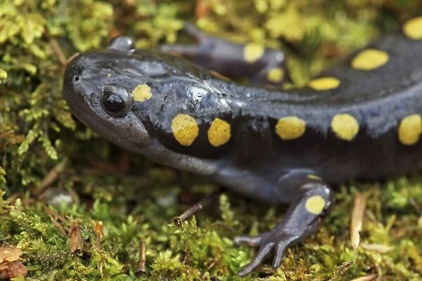 Spotted Salamander (Ambystoma maculatum) - New York USA - In early spring migration to woodland pond