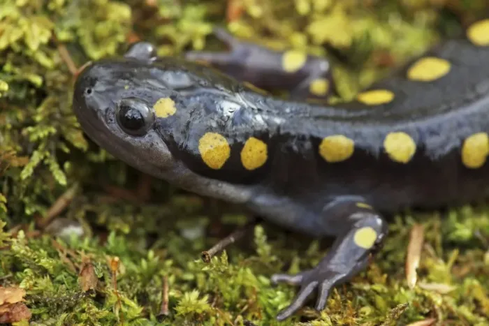 Framed Print : Spotted Salamander (Ambystoma maculatum) - New York USA - In early spring migration to woodland pond Framed Print : Spotted Salamander (Ambystoma maculatum) - New York USA - In early spring migration to woodland pond