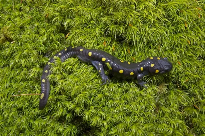Framed Print : Spotted Salamander - at breeding pond in spring - Common in the eastern United States and Canada - New York - USA Framed Print : Spotted Salamander - at breeding pond in spring - Common in the eastern United States and Canada - New York - USA