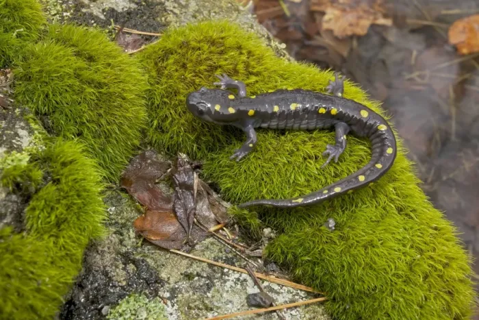 Framed Print : Spotted Salamander - at breeding pond in spring - Common in the eastern United States and Canada - New York - USA Framed Print : Spotted Salamander - at breeding pond in spring - Common in the eastern United States and Canada - New York - USA