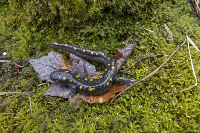 Framed Print : Spotted Salamander - at breeding pond in spring - Common in the eastern United States and Canada - New York - USA Framed Print : Spotted Salamander - at breeding pond in spring - Common in the eastern United States and Canada - New York - USA