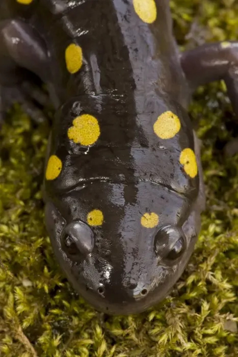 Framed Print : Spotted Salamander - In early spring migration to woodland pond New York USA Framed Print : Spotted Salamander - In early spring migration to woodland pond New York USA